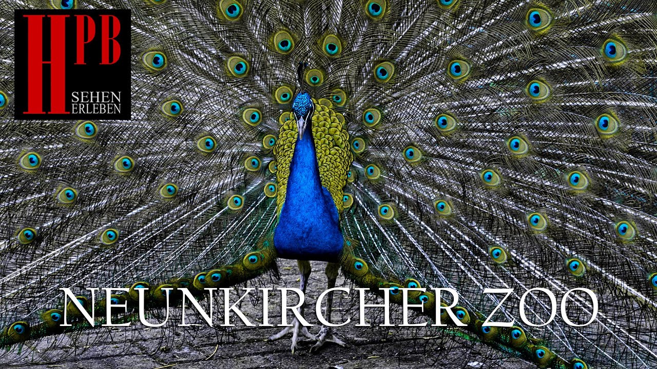 Zoologischer Garten Neunkirchen Youtube