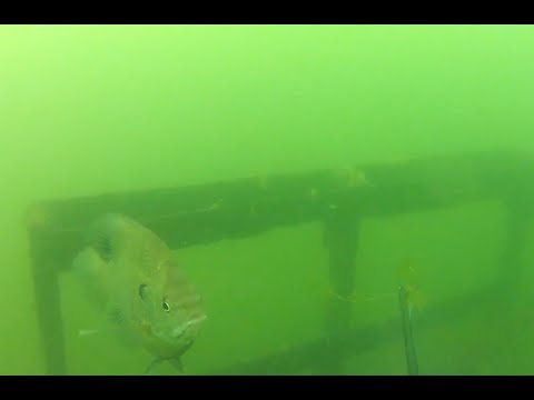 GoPro Fishing Rig with footage
