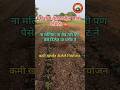 कोरोना काळातील माझे कमी खर्चातील 🍅 टोमॅटो #tomato_farming