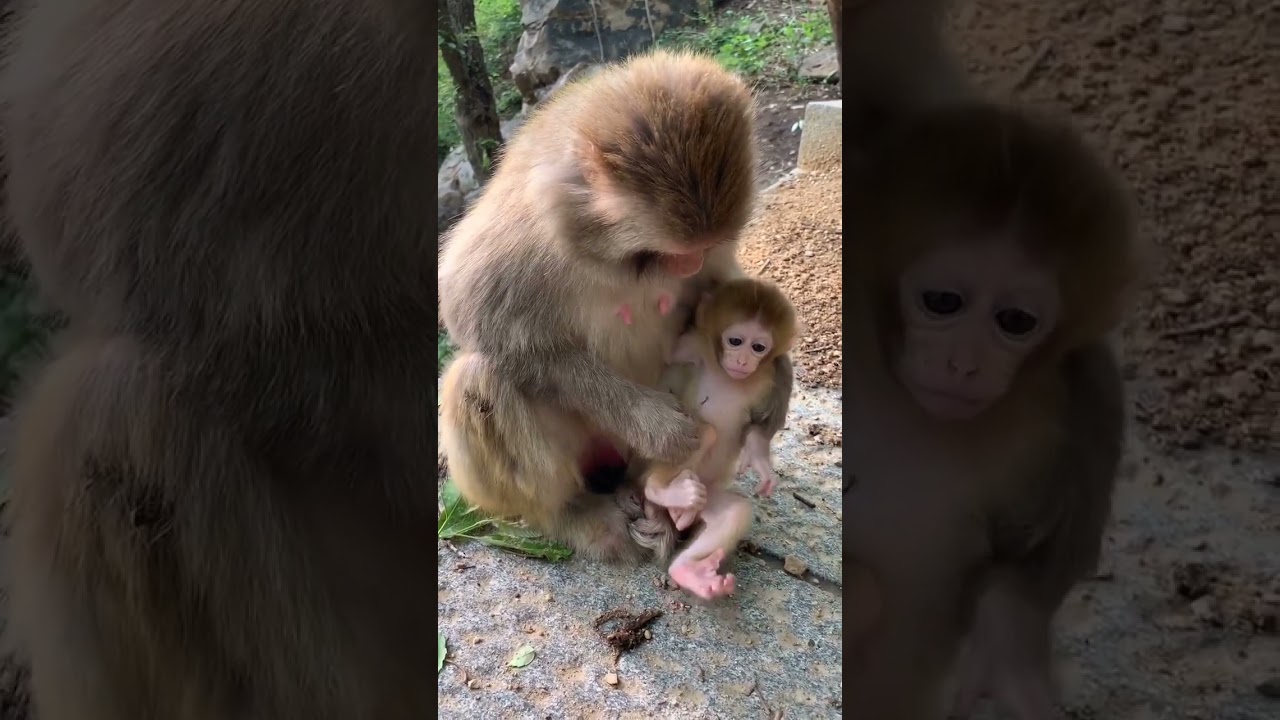 Baby Monkey lyly , Adorable Petty Monkeys, Funny monkey KaKo, Monkey BiBi, Primative monkey #47