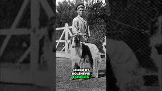 Borzoi History  Aristocratic Dogs, Communist Purge