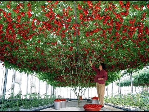 КРУТЫЕ ИДЕИ ДЛЯ КРУТОЙ ДАЧИ ИНТЕРЕСНЫЕ И ДОРОГИЕ БИЗНЕС КЛАССА-20-08-2015