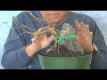 HOW TO MAKE IVY BONSAI