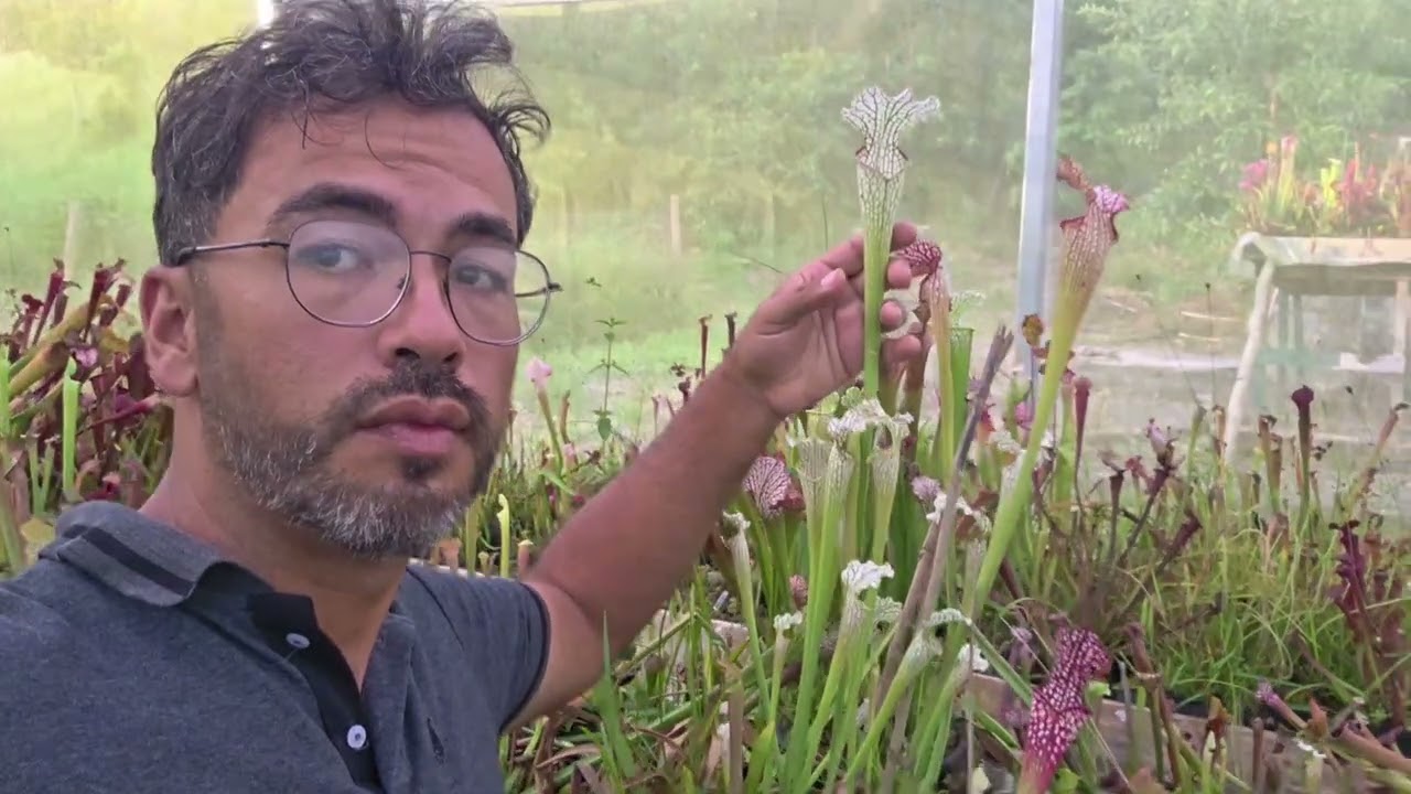 REGANDO E CUIDADO DA ESTUFA DE PLANTAS CARNÍVORAS 