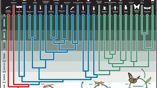 Hexapoda Taxonomy - Major Morphological Splits - Part 1