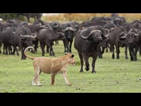 Okavango nehri vahşi yaşam ( belgesel ) afrika