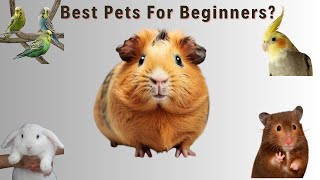 Best Pet For Beginners In India