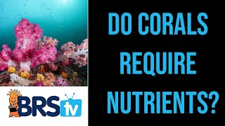 Do Corals Require Nutrients? 0.1 Phosphate OK for Reef Tanks? | ep.4 BRStv Guide to Pollutive Foods by BRStv - Saltwater Aquariums & Reef Tanks 6,605 views 3 months ago 7 minutes, 38 seconds