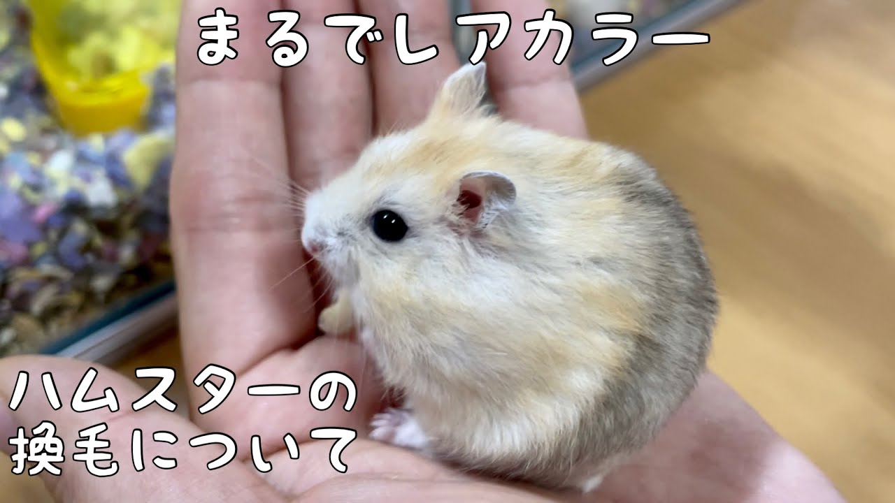 ハムスターの換毛期について Youtube
