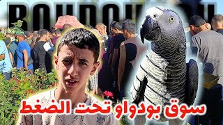 نزوح سوق الحراش الى بودواو | طيور الزينة تحت الضغط 🐦🦜🐦‍⬛