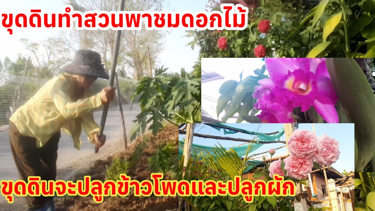แดดร่มลมตกได้เวลาลุยสวนขุดดินไว้ปลูกผักปลูกข้าวโพดพา FC ชมดอกไม้ในสวน