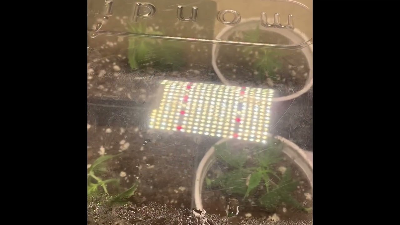 Mimosa x Orange Punch Clone Grow - week 1