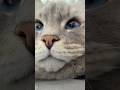 【圧倒的美】いれぶんの顔 #cat #サイベリアン #ネヴァマスカレード #猫 #ねこ #shorts