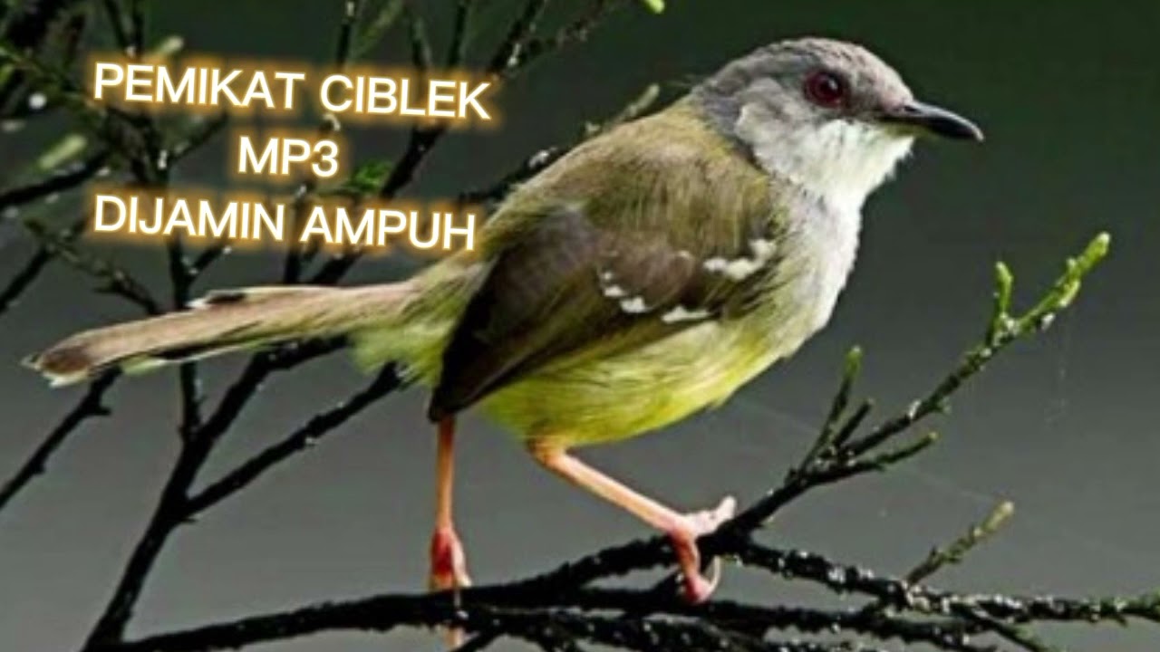MP3 PANCINGAN BURUNG CIBLEK,cocok buat suara pikat