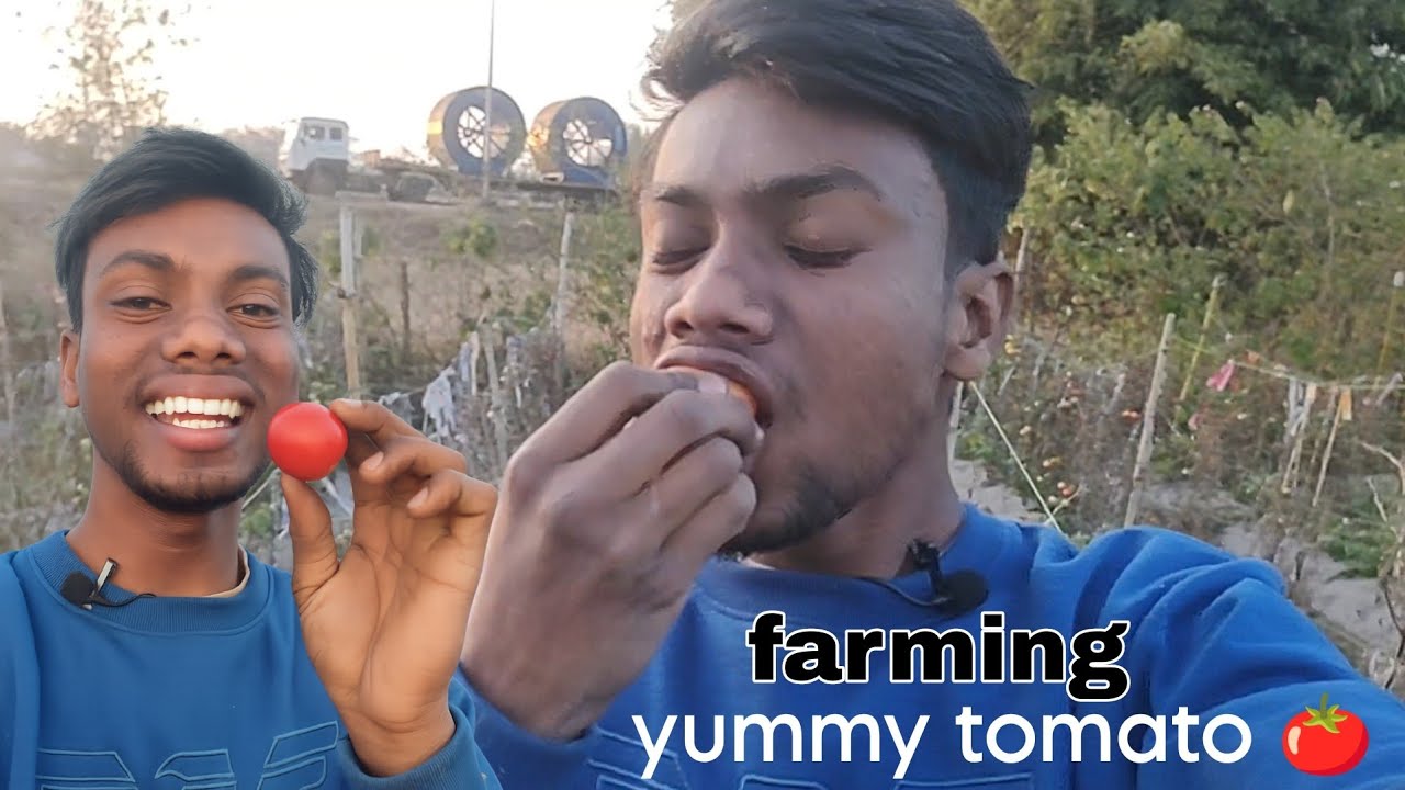 Try Yummy tomato 🍅😋|| 