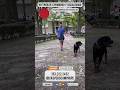 Socializando Rottweiler Reactivo, Agresivo