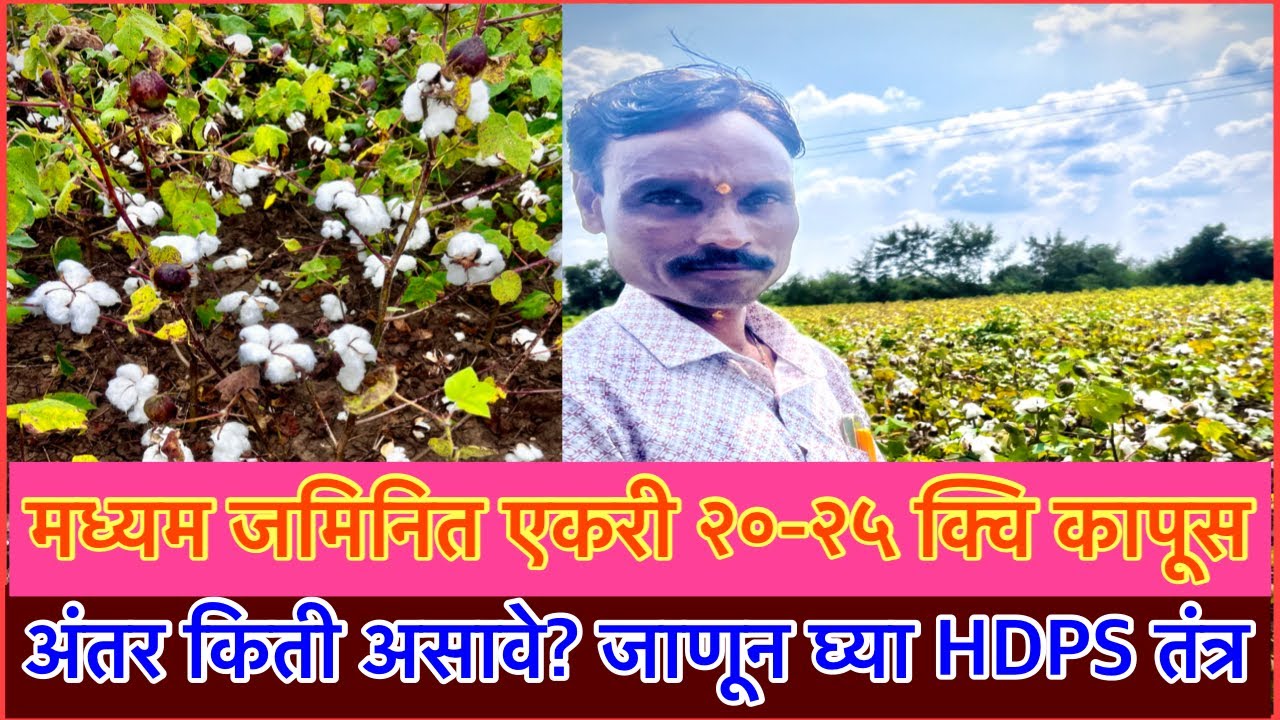 एकरी २० क्वि पेक्षा जास्त कापूस।HDPS चे सोपे तंत्रज्ञान