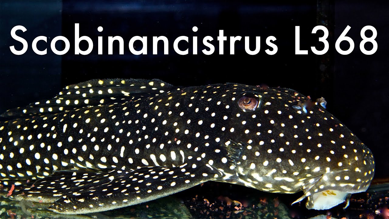 Scobinancistrus sp. L368 - Rio Tapajos