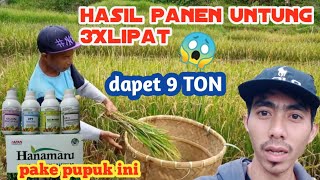 PANEN PADI HASIL MELIMPAH ||#panen #padikolam #pupuk  #sawah #caratanampadi #hanamaru