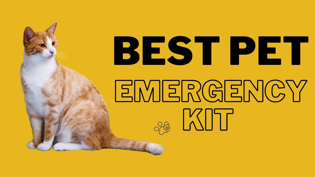How to create a best pet Emergency kit Best pet emergency Kit