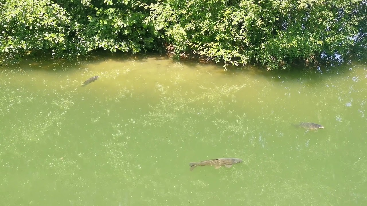 outside the Island Lodgelittle horseshoe lake YouTube