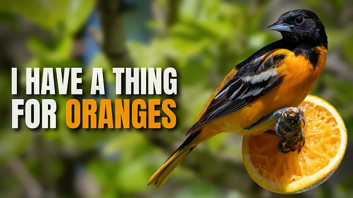 How can you tell a Baltimore oriole? (2023)