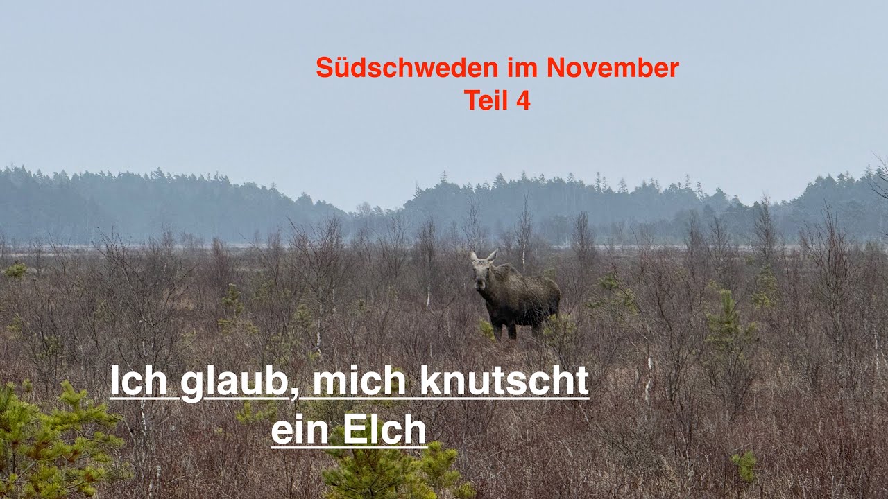 Ich glaub mich knutscht ein Elch - Südschweden 2025 Teil 4