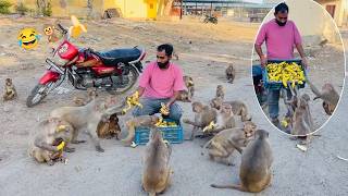 Monkeys Very Very Funny Banana Party Feeding Monkeys