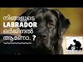 Labrador Malayalam : How To Check Labrador Original Or Not