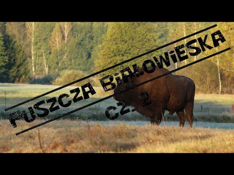 Białowieża Forest Part 2 - Encounter with Wolves