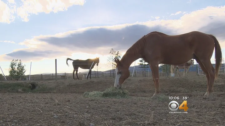 Nonprofit Raises Thousands To Save Horses From Sla...