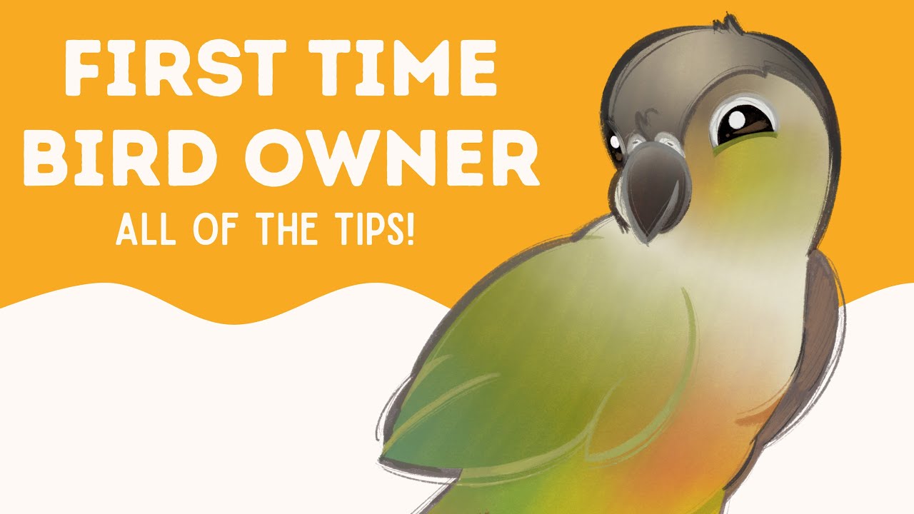 ✨TIPS FOR FIRST TIME BIRD OWNERS: what to expect ✨
