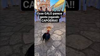 Galos Na Roda De Capoeira Isso É Incrível