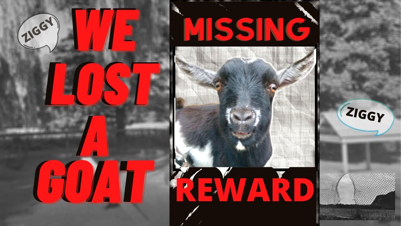 MISSING GOAT / Real stories from the Barnyard / Baileys Barn