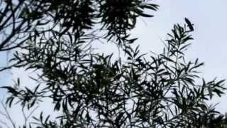 20150308 大冠鷲@二叭子植物園
