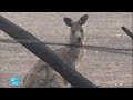 حرائق أستراليا الحيوانات تدفع ثمنا غاليا للكارثة من يحميها ومن يعيد لها الأمان mp3