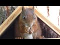 freches Eichhörnchen im Vogelhaus