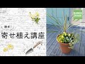 【植木鉢専門店バージ】簡単！寄せ植え講座