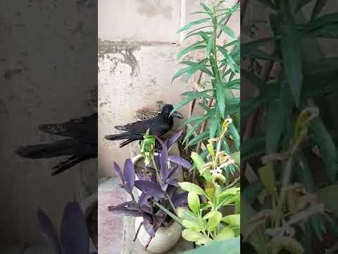 kya is ko dahi,chinii dee