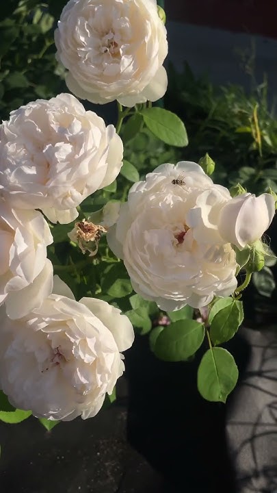 Роза Глэмис Кастл (rose Glamis Castle) #роза #rose #flowers #nature # ...