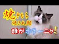 焼きもち焼き兄猫Part2コハク君Ragdoll Cat Kohaku