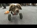 Students make doggy wheelchair