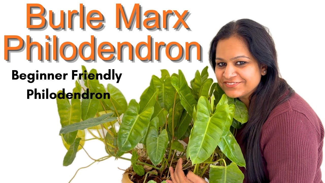 IMPOSSIBLE TO KILL PLANT: Burle Marx Philodendron Care Guide for Beginners  | Easiest Plant Ever!