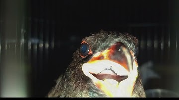 #part6 Masteran Tengkek Buto Kasar Rapet Cocok Untuk Pancingan Burung Lomba‼️Langsung Auto Ngikut