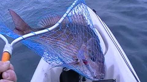 Hobie Outback Snapper Mornington 2