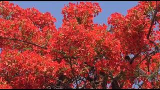 Tomar Kache Fagun Cheyeche | তোমার কাছে ফাগুন চেয়েছে কৃষ্ণচূড়া | Subhamita