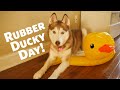 National Rubber Ducky Day with Laika the Husky!