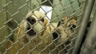 Overcrowding of Newark animal shelter