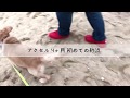 アクセル 4ヶ月 初めての砂浜
