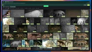 Animal Detect - 2000+ animal labels with SpeciesNet